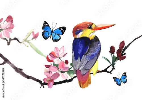 Watercolor illustration of small kingfisher bird © shat88