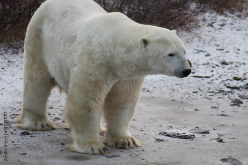 Eisbär-Hudson Bay Kanada © bummi100