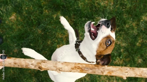 Jack russell jumping and playing with stick