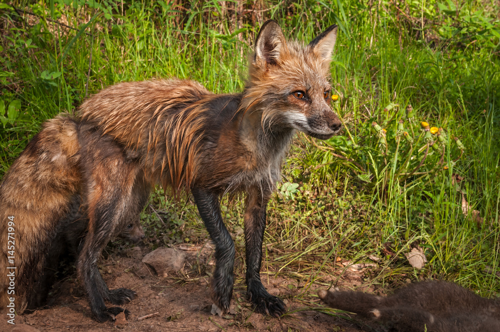 Red Fox (Vulpes vulpes) Vixen With Kits Milling About Red Fox (Vulpes vulpes) Vixen With Kits Milling About
