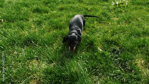 Dachshund walk on grass