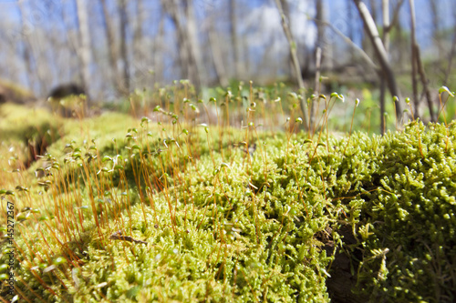 a tiny forest