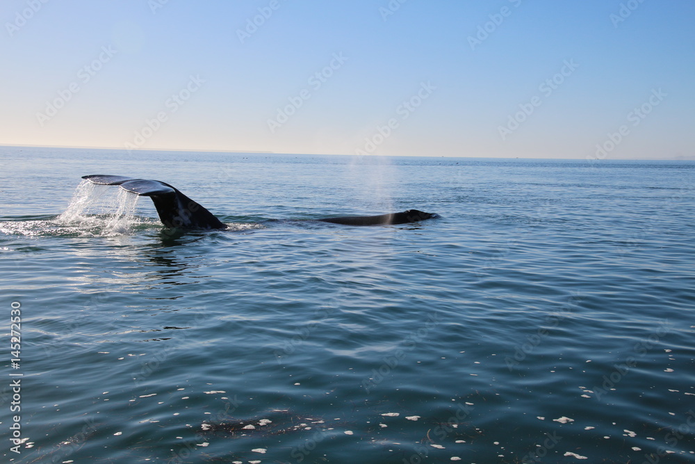 Fototapeta premium Grauwalfluke