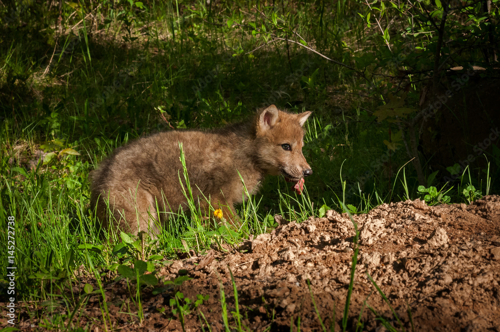 Grey Wolf (Canis lupus) Pup With Piece of Meat