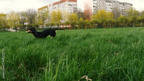 Dachshund carries a stick