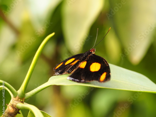 Tropical colorful butterfly. Nice macro insect.  photo