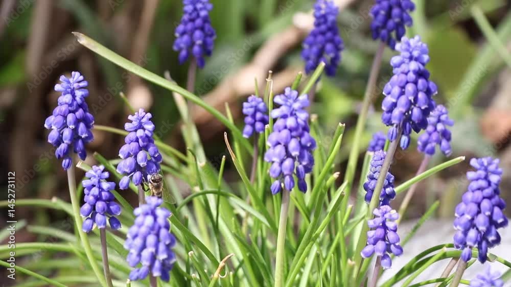 Blue muscari flowers also known as grape hyacinth. Bee pollinating blue spring flowers in the garden. Blue muscari flowers also known as grape hyacinth. Bee pollinating blue spring flowers in the garden.