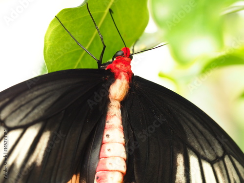 Tropical colorful butterfly. Nice macro insect.  photo