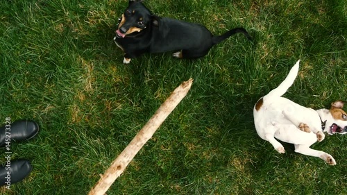 Dog play with stick