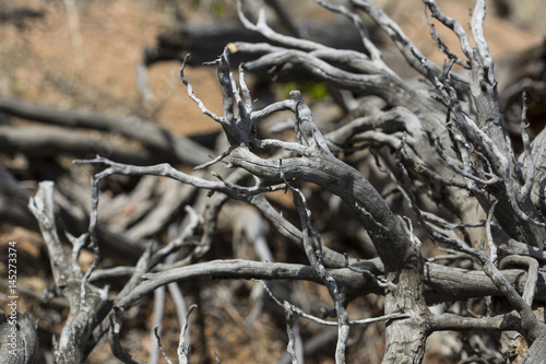 Tangled gnarled tree roots