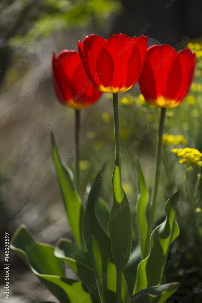 Backlit red tulips with small yellow flowers Backlit red tulips with small yellow flowers