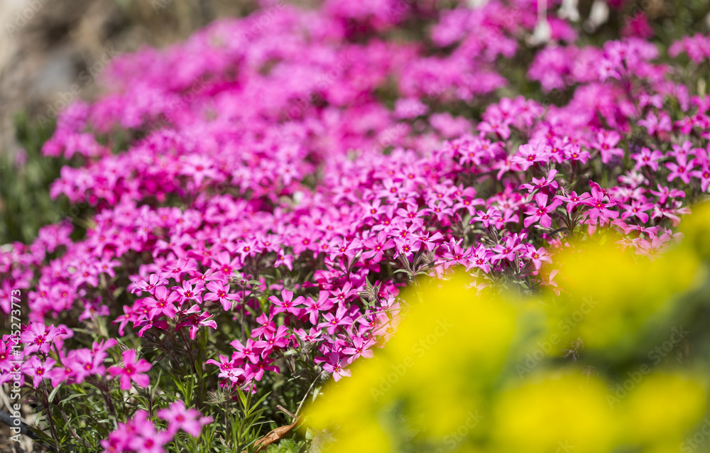 Small pink flowers with yellow flowers in front Small pink flowers with yellow flowers in front
