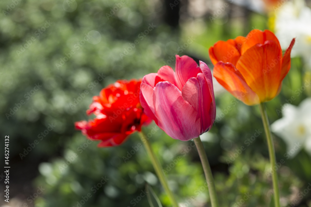 Orange pink and red tulips spring Orange pink and red tulips spring