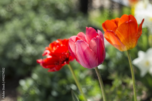 Orange pink and red tulips spring