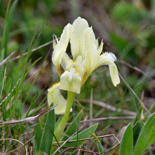 iris pumila or pygmy iris,wetland Neusiedler See,Austria photo