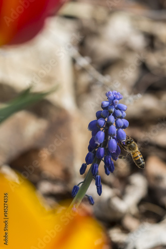 Bee on purple hyacinth flower