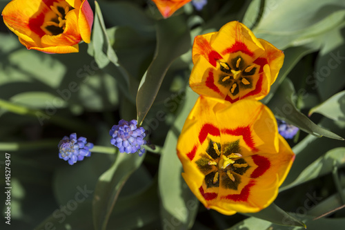 Yellow and red tulips with purple lupines