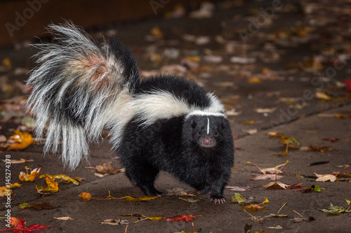 Canvastavla Striped Skunk (Mephitis mephitis) Turns on Pavers