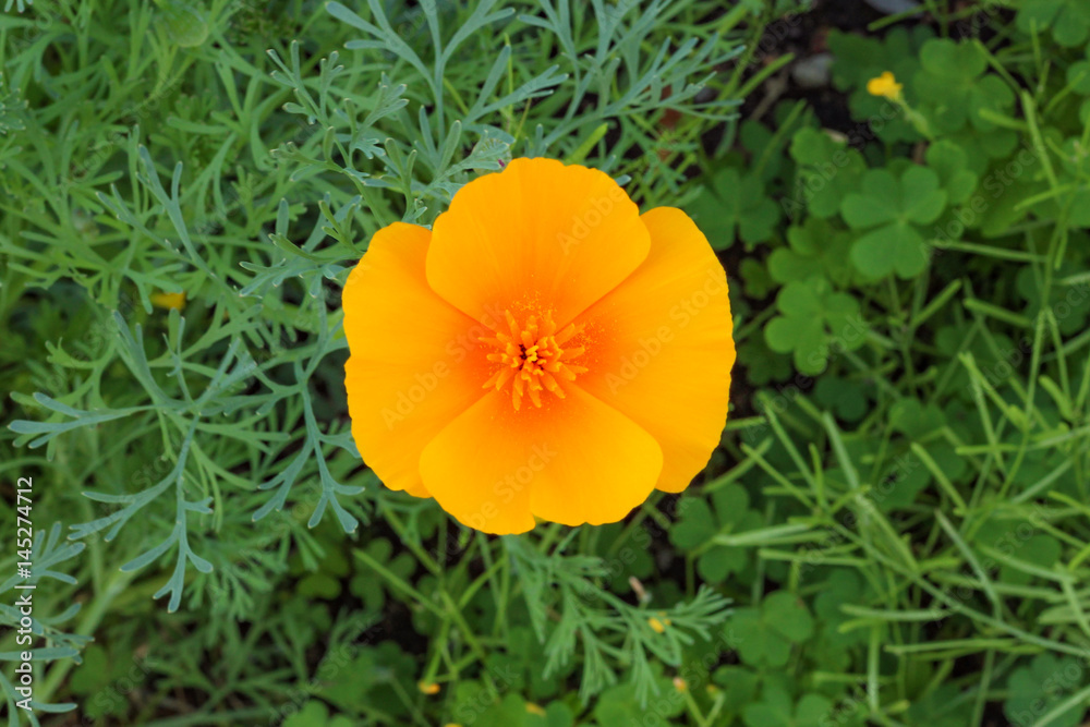Orange Poppy Closeup Orange Poppy Closeup