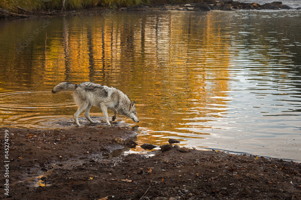 Fototapeta premium Grey Wolf (Canis lupus) Looks Into River