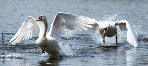 Fotografie, Obraz Two swans running on water