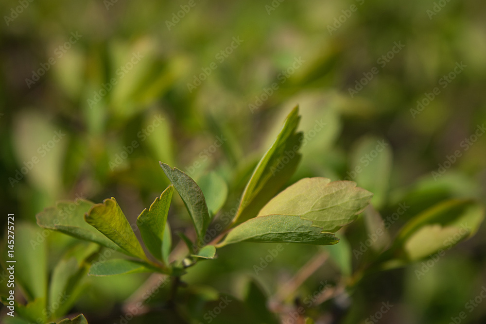 Spring background, juicy green leaf on a background of blurred greens Spring background, juicy green leaf on a background of blurred greens