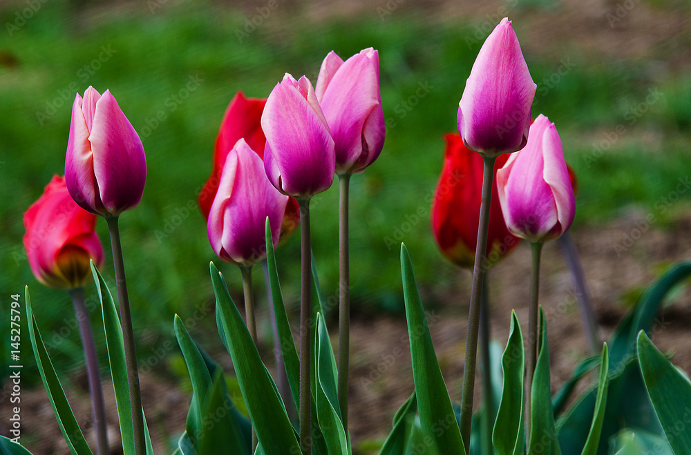 Delicate soft tulips bloom