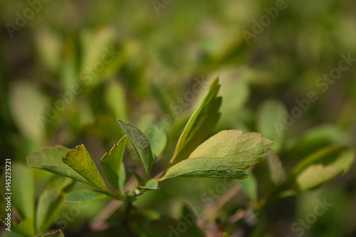 Wallpaper Mural Spring background, juicy green leaf on a background of blurred greens Torontodigital.ca