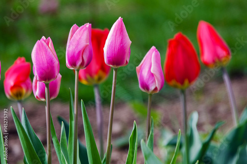 Delicate soft tulips bloom