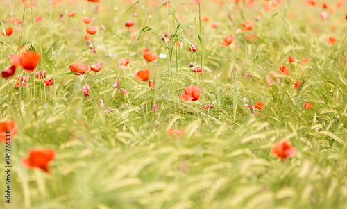 Poppy flowers in a field