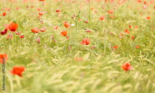 Poppy flowers in a field photo