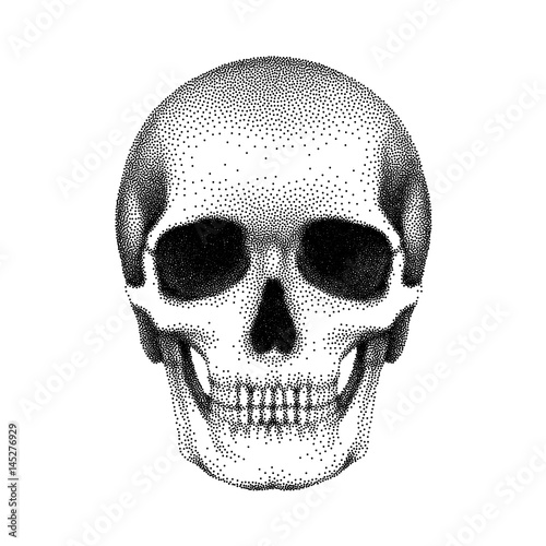 Stippled human skull with a lower jaw. Vector textured illustration.