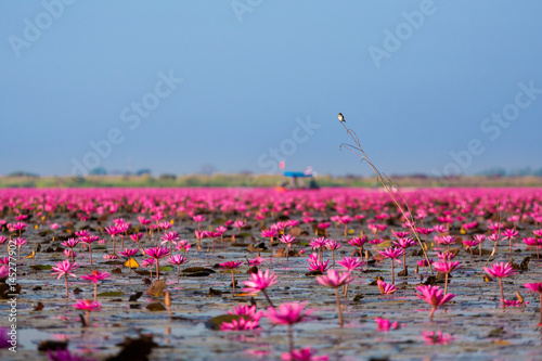 Red Lotus Lake Udon Thani