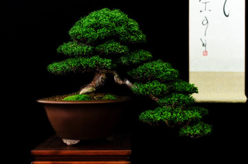 Acrylglasbilder Bonsai Traditioneller Bonsai auf schwarzem Tisch  © Alessandro Cristiano
