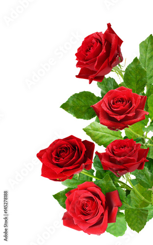 Red rose flowers