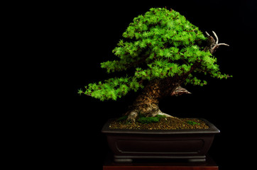 Acrylglasbilder Bonsai Japanischer Bonsai auf dunklem Tisch  © Alessandro Cristiano