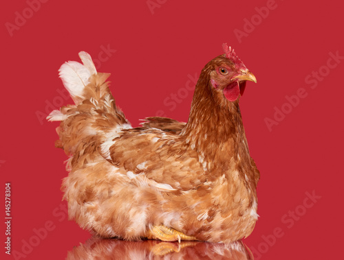 Chicken on red background, isolated object, one closeup animal