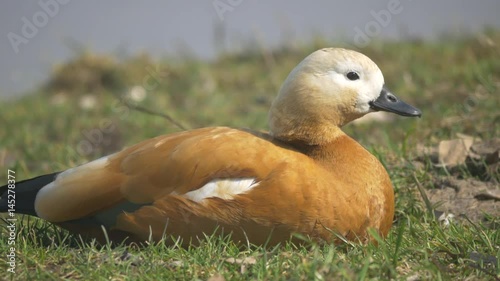 Tadorna ferruginea