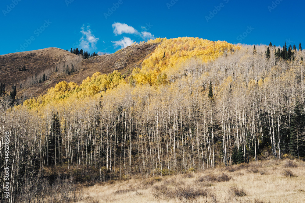 Aspen Grove on Mountain in Late Sunny Fall with Blue Sky 