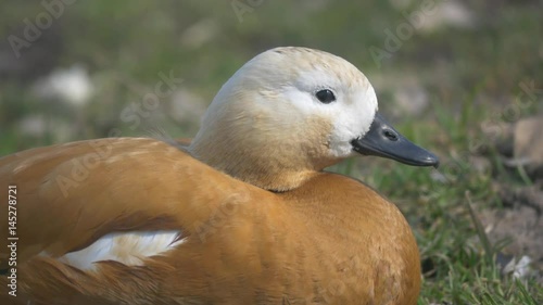 Tadorna ferruginea