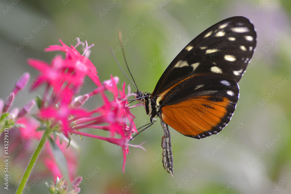 Tiger Longwing butterfly (Heliconius hecale) feeding on red flower and seen from profile Tiger Longwing butterfly (Heliconius hecale) feeding on red flower and seen from profile