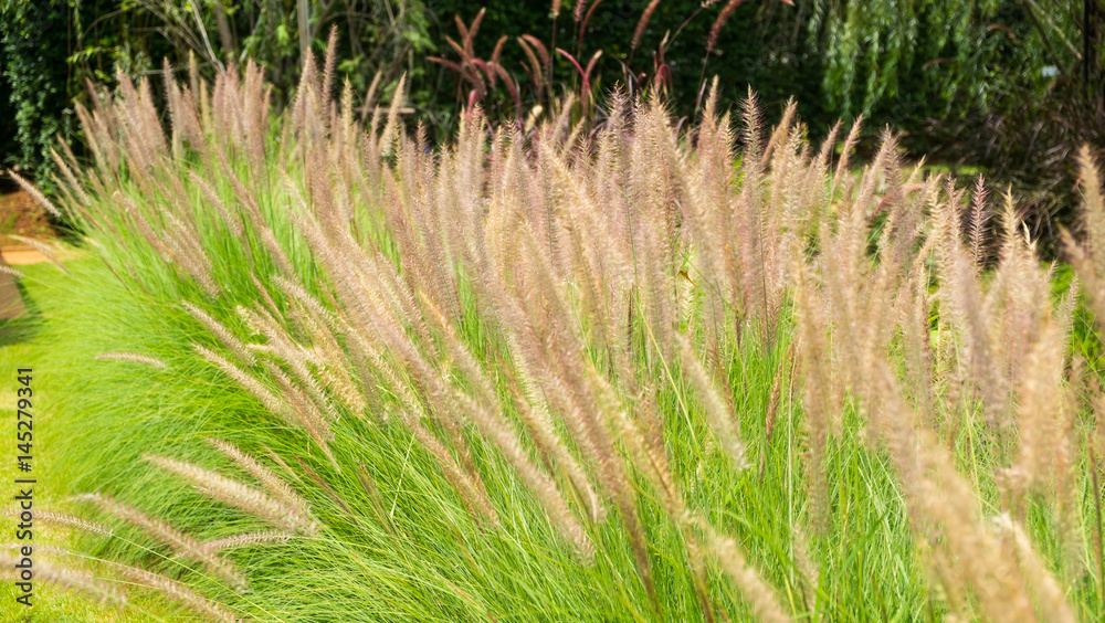 Beautiful of natural background, Flower grass