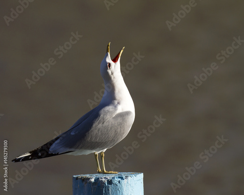 Common gull Larus canus on top of the pole screaming. photo