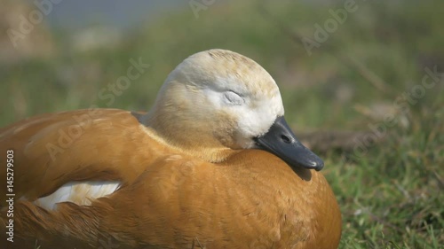 Tadorna ferruginea