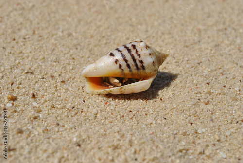 Cancer hermit in shell in the sand