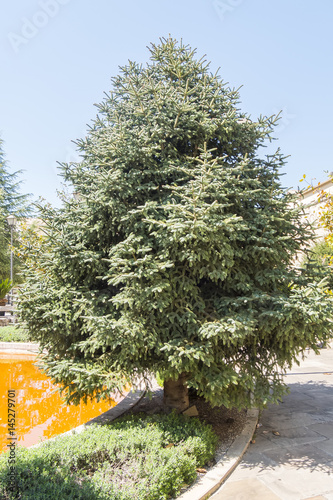 Abies Pinsapo in a garden photo