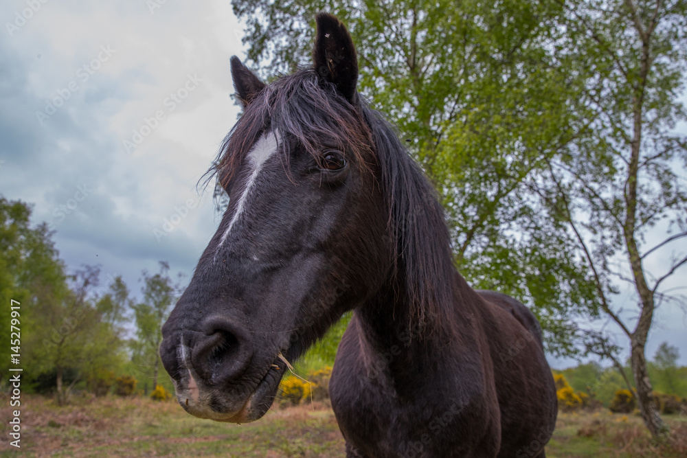 Fototapeta premium pony in the new forest