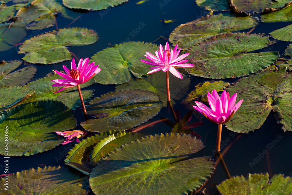 Naklejka premium Red Lotus Lake Udon Thani