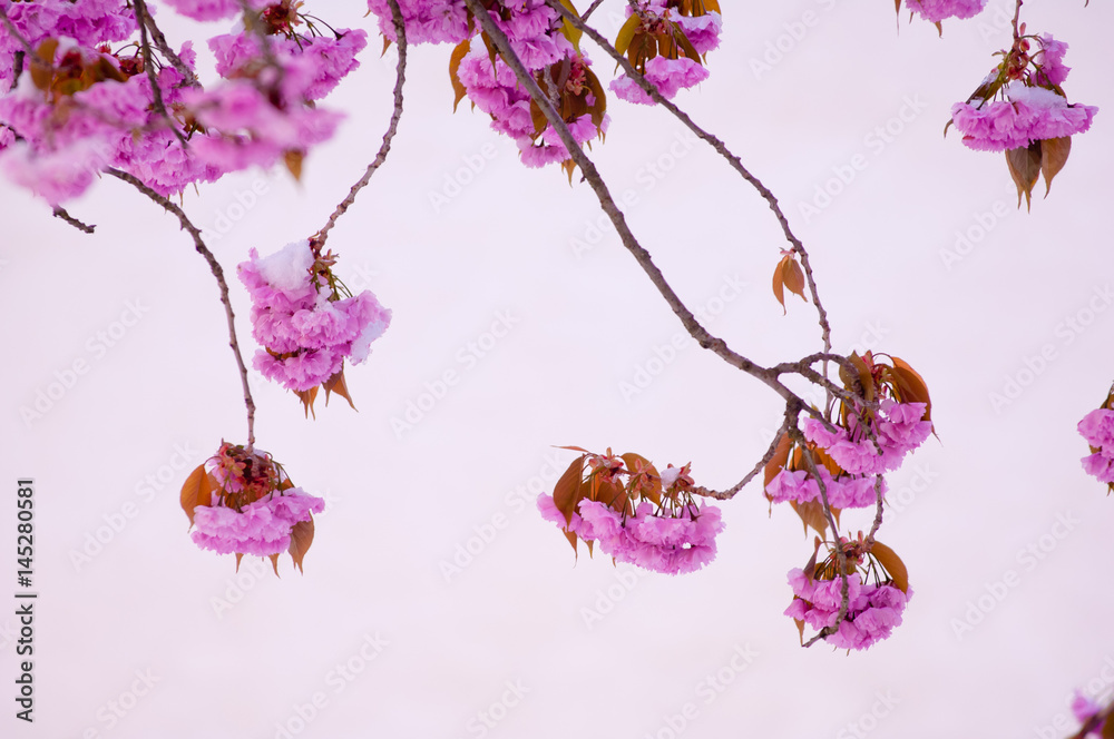 Naklejka premium Cherry blossom and snow, Prunus serrulata, sakura