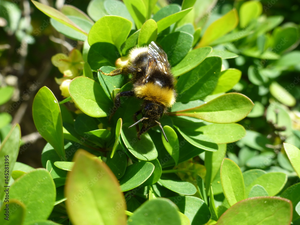 Hummel, Blütenstaub, Natur, Tiere, Pflanzen Hummel, Blütenstaub, Natur, Tiere, Pflanzen